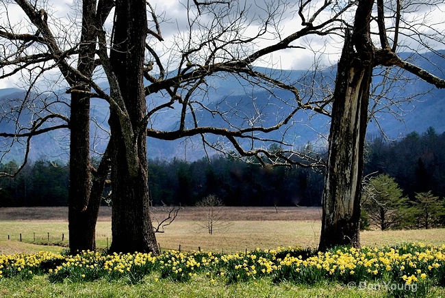 Daffodil Hill, Cades Cove