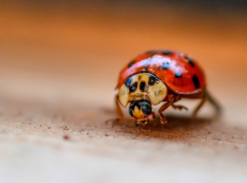 Ladybug