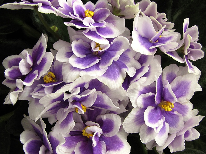 African Violet Cluster