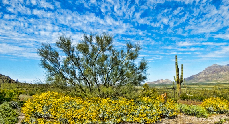 Spring Desert Flowers in Arizona