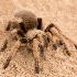 © Wendy Kaveney PhotoID # 14862995: Tarantula Spider