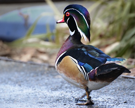 Strutting his  mating colors