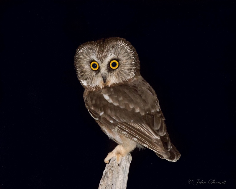 Northern Saw-whet Owl - March 23rd. 2015 - ID: 14863183 © John Shemilt