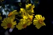 Brittle Bush 