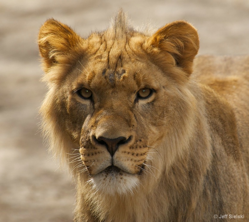 Eye To Eye!!  Female Lion 