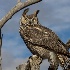 2Great Horned Owl - ID: 14863763 © Walter B. Biddle