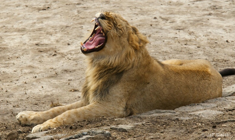I Am Hungry!!!  Female Lion  