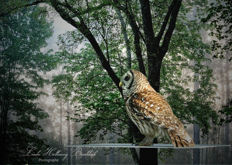 Barred Owl on Feeder