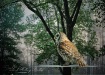 Barred Owl on Fee...