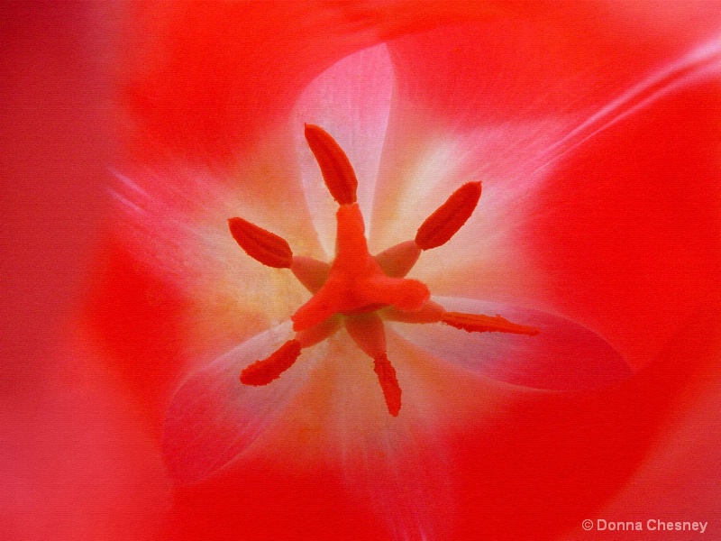 Tulip Starburst on Canvas