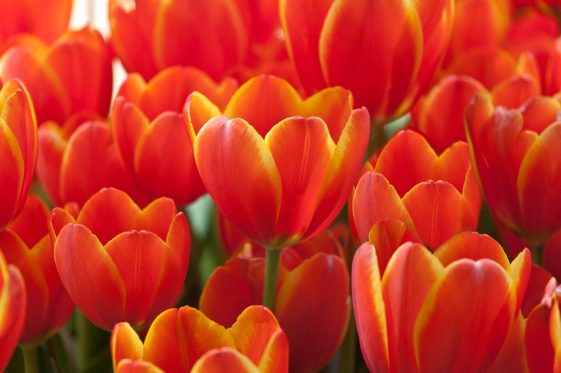 It's Time for Tulips