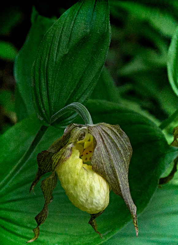 Lady Slipper in Decline