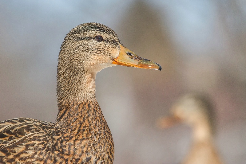 A Duck Portrait