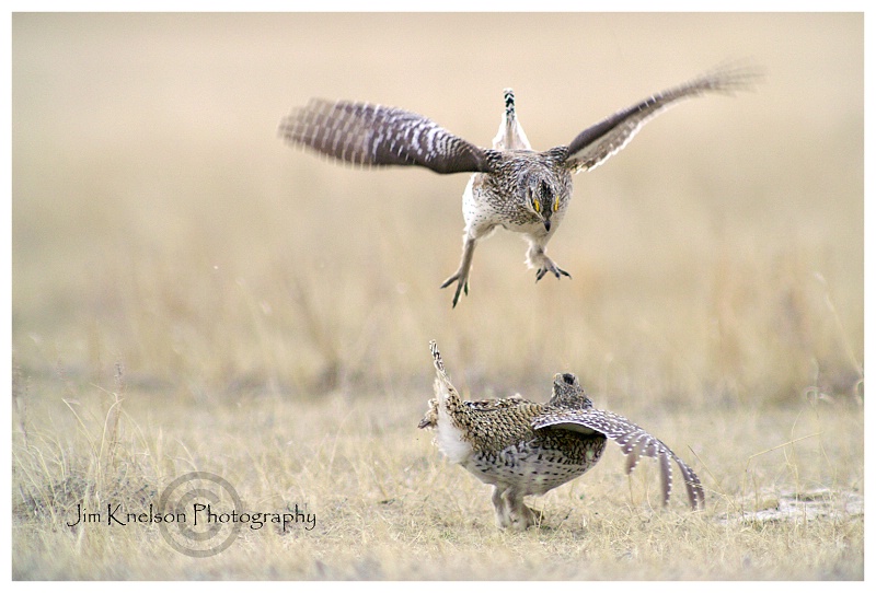 Sharptailed Grouse at Lek - ID: 14864122 © Jim D. Knelson