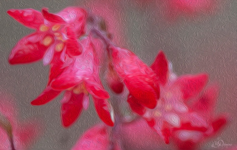 Painted Coral Bells