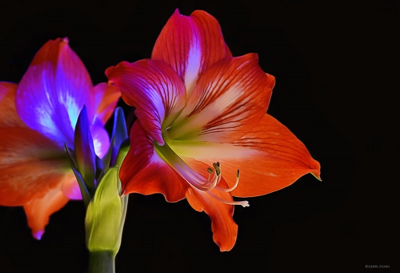 Amaryllis Painted With Lights
