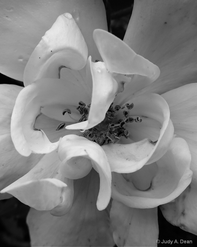 Rose in black & white