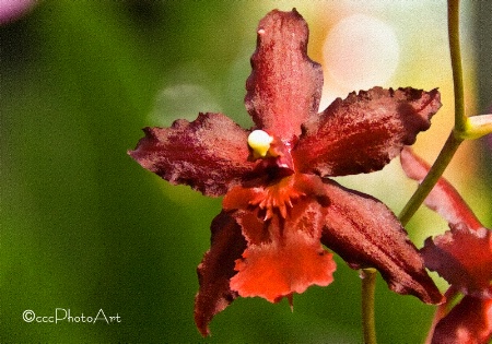 Orange Star Orchid