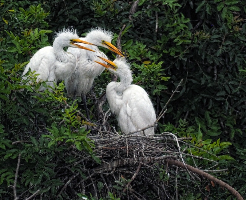 Egret Trio