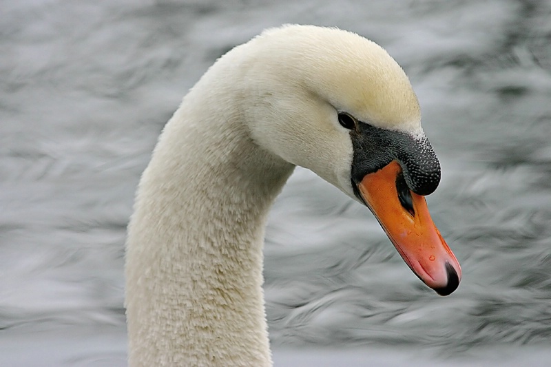 Swan