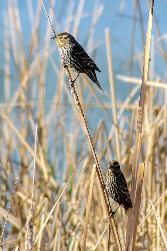 Two On A Reed