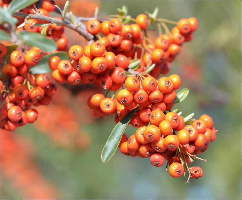 Mohave Pyracantha Berries