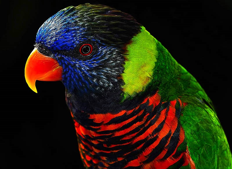 Lorikeet Colors