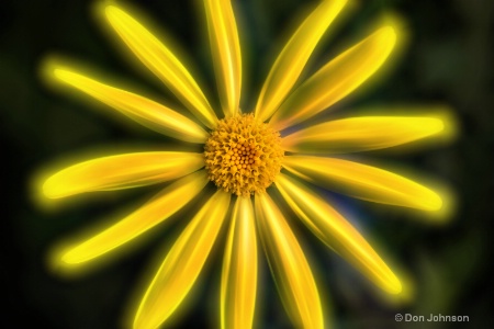 Artistic Daisy-Yellow 6-0 f lr 2-28-15 j084