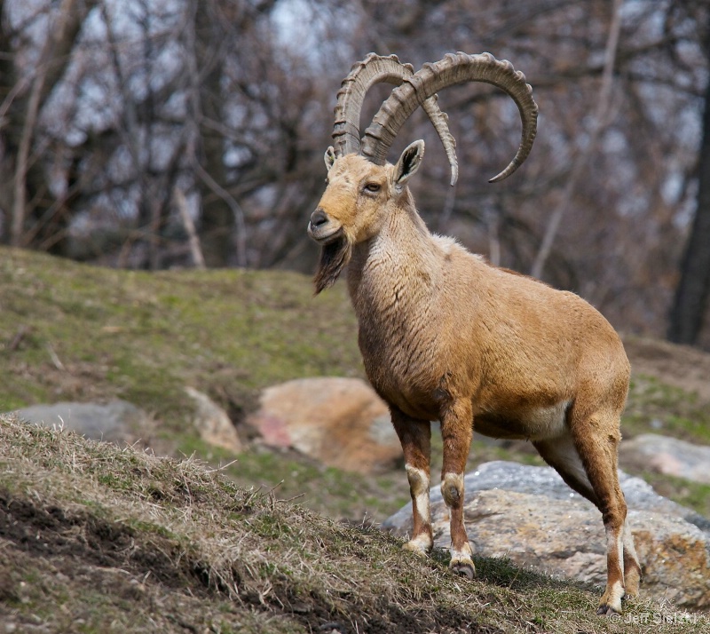 Standing Tall And Proud!!  Nubian Ibex
