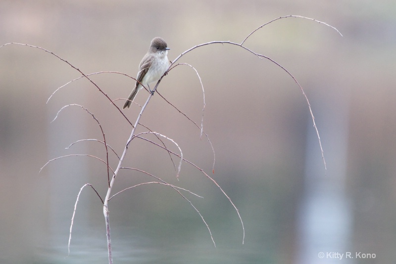 Eastern Phoebe on a Branch at Eastern College Pond