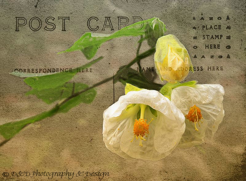 Postcard & flowers