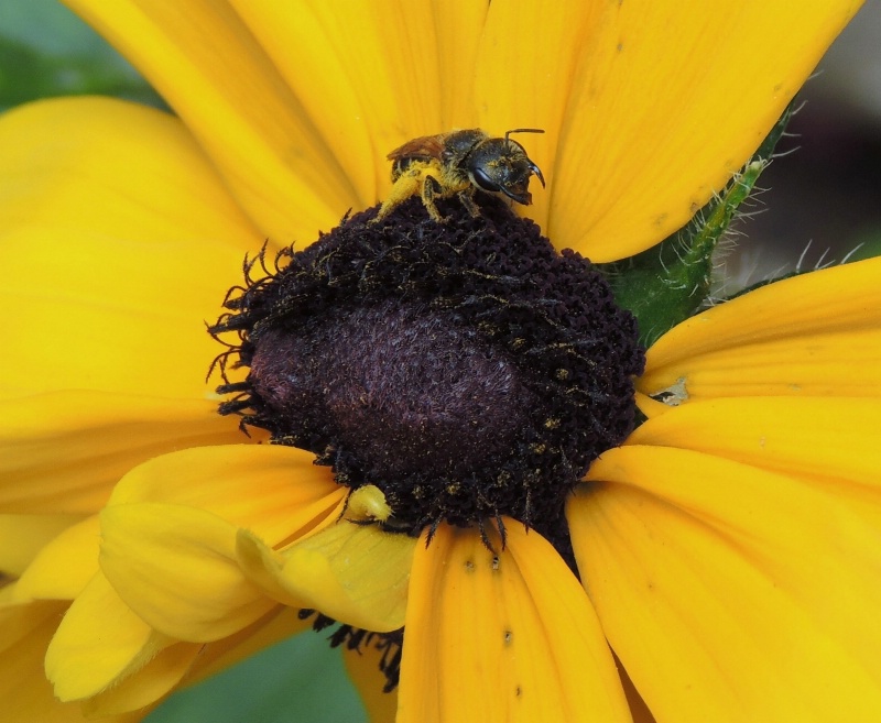 Pollen Overload