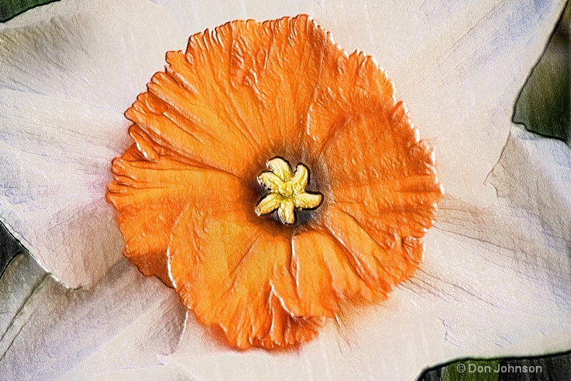 Artistic Orange-Yellow Dafodill 2-28-15 j161