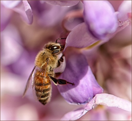 A Busy  Little Bee