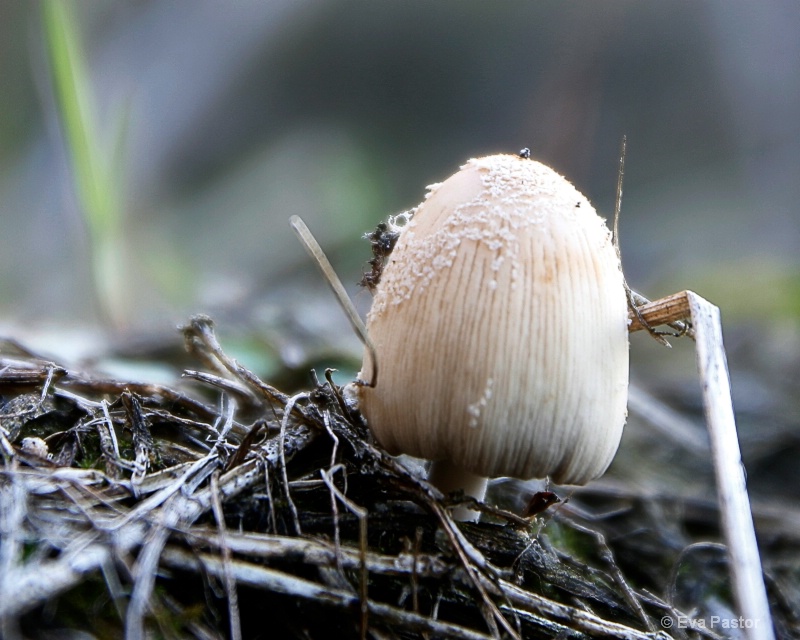 Mushroom - 6