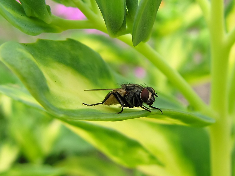 Just a Fly