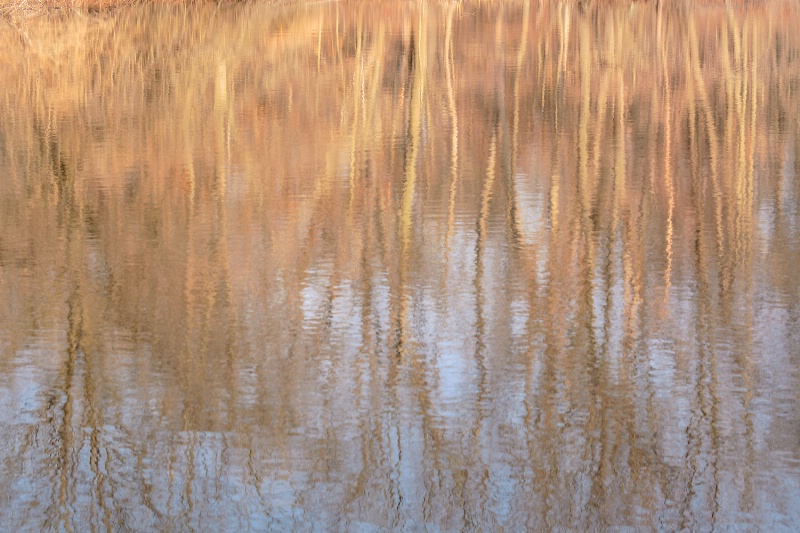 Rippled Pond Reflection