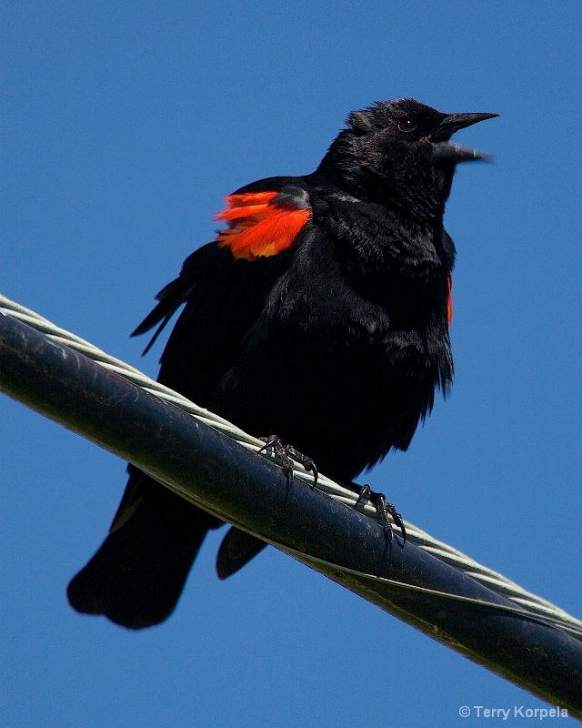 Red Winged Blackbird on a wire