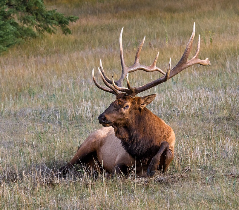 Bull Elk In Repose