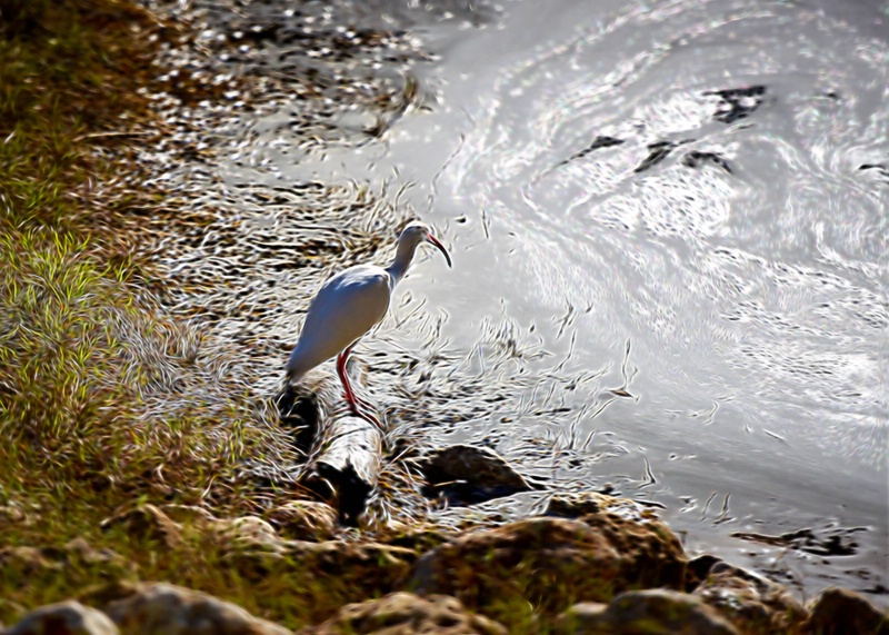 Bird at the Water's Edge