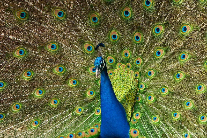 I Am Very Colorful!!   Peacock 