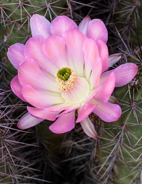 First Bloom - ID: 14866312 © Patricia A. Casey