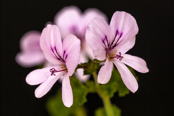 Crispum Geranium Bloom - ID: 14866313 © Patricia A. Casey