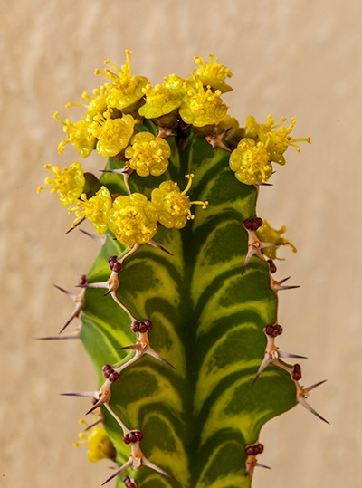Euphorbia Persistens - ID: 14866315 © Patricia A. Casey