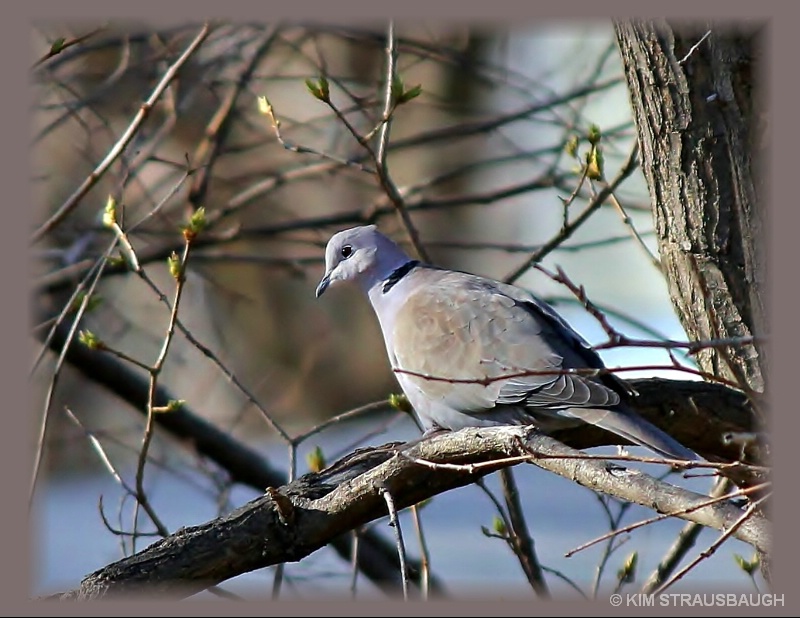 Beautifly Perched