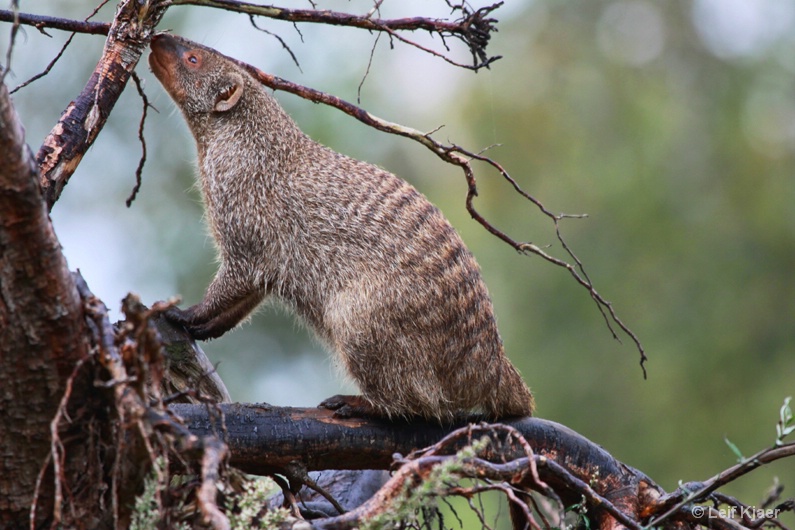 A Banded Mongoose In The Wild