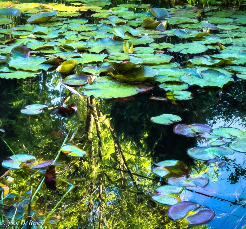 Lily pads and Tree reflection - monet like