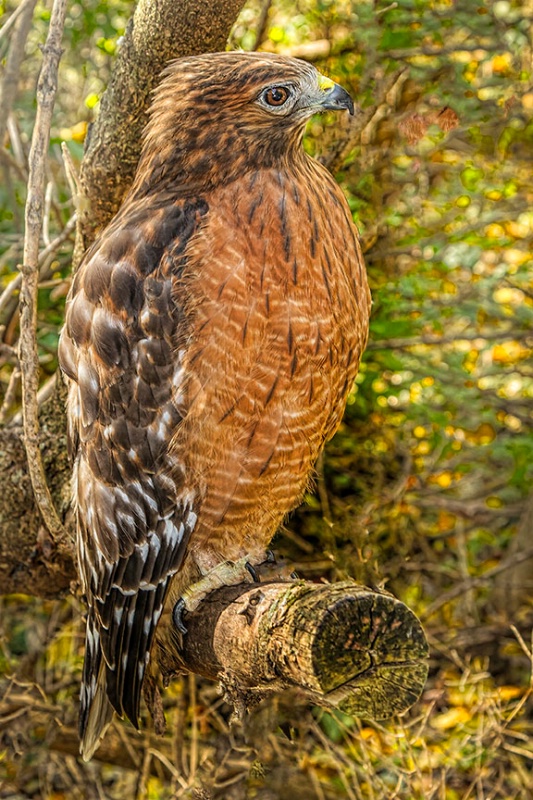 Red-shouldered hawk