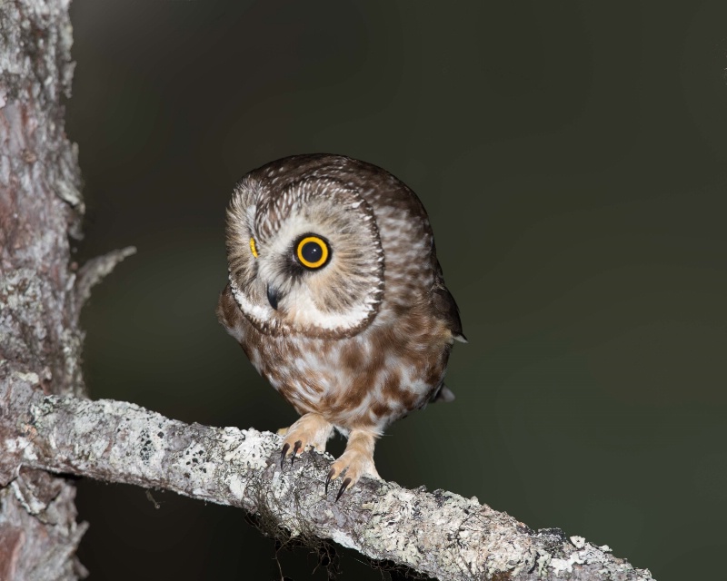 Northern Saw-whet Owl - March 21st. 2015 - ID: 14866548 © John Shemilt