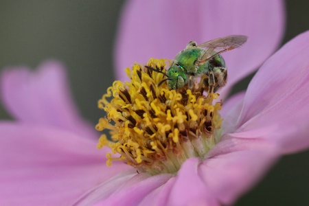 green metallic bee